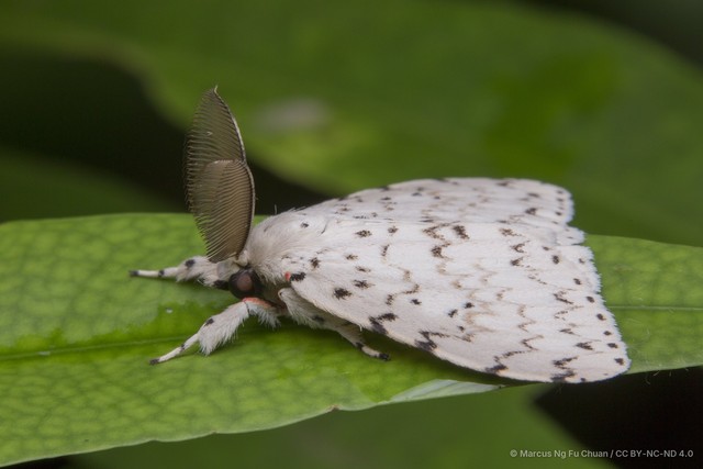 Lymantria (Lymantria) alexandrae•&copy; Marcus Ng Fu Chuan•CC BY-NC-ND 4.0