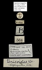 Macotasa tortricoides•All Rights ReservedMuseum Label