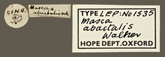 Masca abactalis•All Rights ReservedMuseum Label
