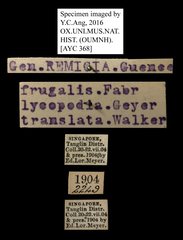 Mocis frugalis•All Rights ReservedMuseum Label