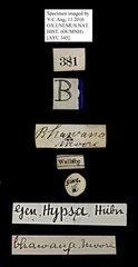 Neochera marmorea•All Rights ReservedMuseum Label
