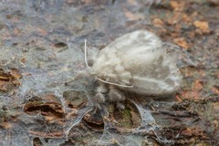Nudaria albipunctella (Hampson, 1914)
