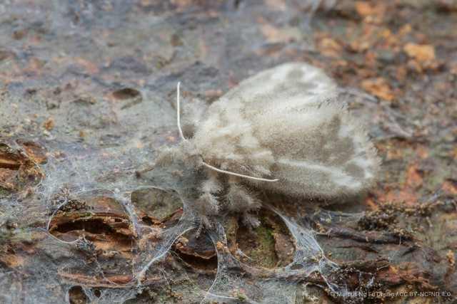 Nudaria albipunctella•&copy; Marcus Ng Fu Chuan•CC BY-NC-ND 4.0