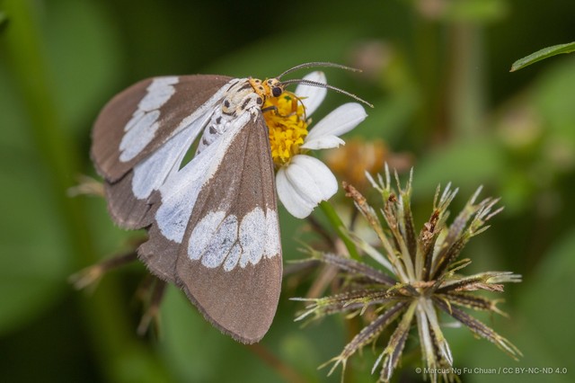 Nyctemera (Nyctemera) lacticinia•&copy; Marcus Ng Fu Chuan•CC BY-NC-ND 4.0