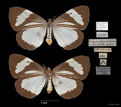 Nyctemera (Orphanos) tripunctaria•&copy; Ang Yuchen•All Rights Reserved