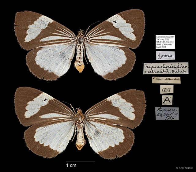 Nyctemera (Orphanos) tripunctaria•&copy; Ang Yuchen•All Rights Reserved