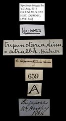 Nyctemera (Orphanos) tripunctaria•All Rights ReservedMuseum Label
