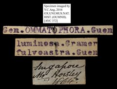 Ommatophora fulvastra•All Rights ReservedMuseum Label