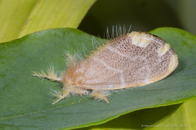 Orvasca subnotata•&copy; Marcus Ng Fu Chuan•CC BY-NC-ND 4.0