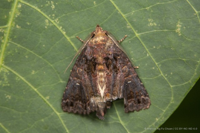 Pericyma cruegeri•&copy; Marcus Ng Fu Chuan•CC BY-NC-ND 4.0