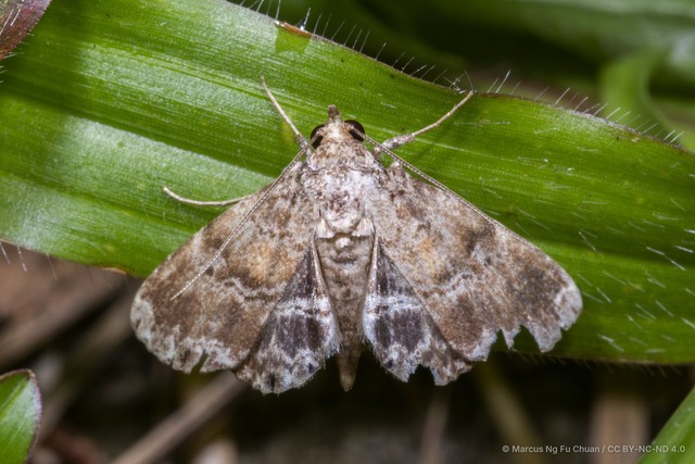 Poeta quadrinotata•&copy; Marcus Ng Fu Chuan•CC BY-NC-ND 4.0