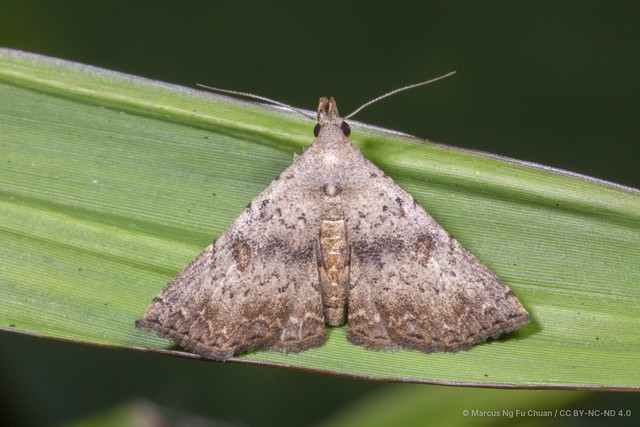 Progonia oileusalis•&copy; Marcus Ng Fu Chuan•CC BY-NC-ND 4.0