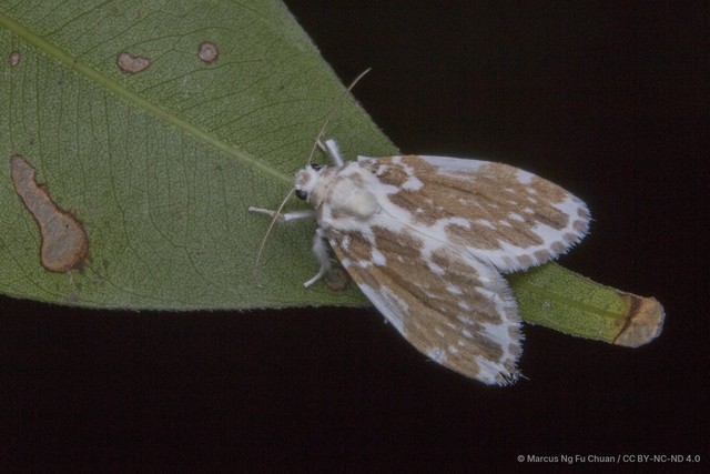 Pseudoadites frigida•&copy; Marcus Ng Fu Chuan•CC BY-NC-ND 4.0