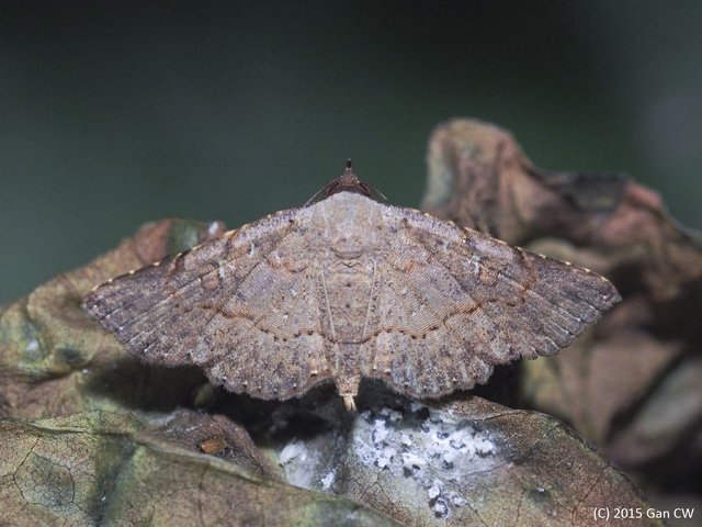 Rhesala imparata•&copy; Gan Cheong Weei•CC BY-NC 4.0