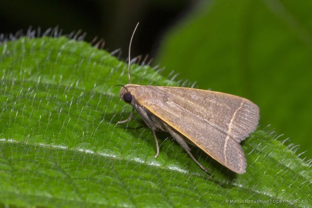 Simplicia cornicalis•&copy; Marcus Ng Fu Chuan•CC BY-NC-ND 4.0