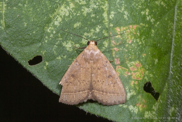Simplicia discosticta•&copy; Marcus Ng Fu Chuan•CC BY-NC-ND 4.0