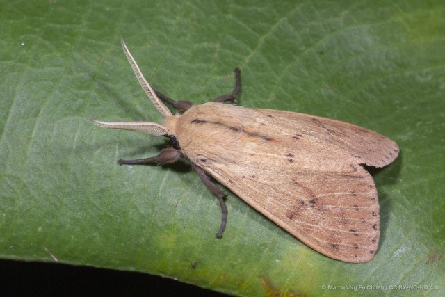 Spilosoma cervina•&copy; Marcus Ng Fu Chuan•CC BY-NC-ND 4.0