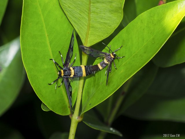 Syntomoides imaon•&copy; Gan Cheong Weei•CC BY-NC 4.0