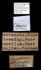 Thyas coronata•All Rights ReservedMuseum Label