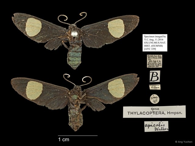 Trichaetoides apicalis•&copy; Ang Yuchen•All Rights Reserved