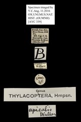 Trichaetoides apicalis•All Rights ReservedMuseum Label