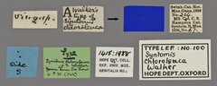 Trichaetoides separabilis•All Rights ReservedMuseum Label