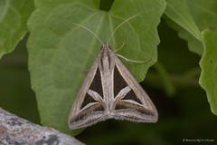 Trigonodes hyppasia (Cramer, 1779)