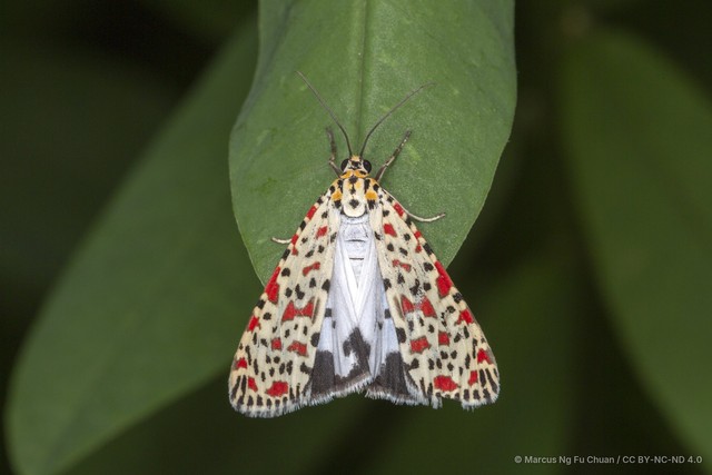 Utetheisa (Utetheisa) lotrix•&copy; Marcus Ng Fu Chuan•CC BY-NC-ND 4.0