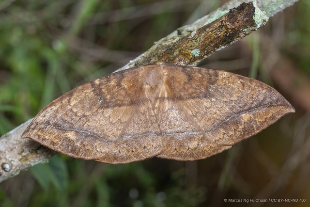 Sphingognatha asclepiades•&copy; Marcus Ng Fu Chuan•CC BY-NC-ND 4.0