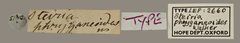 Stictoptera clara•All Rights ReservedMuseum Label