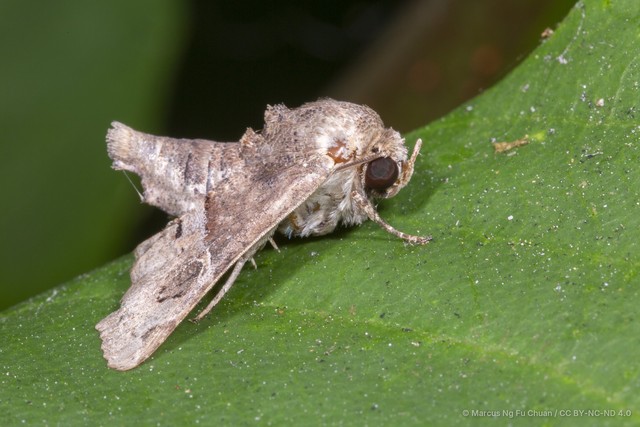 Targalla palliatrix•&copy; Marcus Ng Fu Chuan•CC BY-NC-ND 4.0