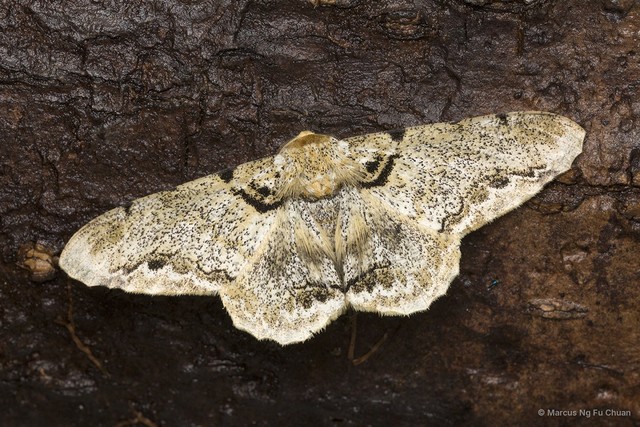 Biston pustulata•&copy; Marcus Ng Fu Chuan•All Rights Reserved