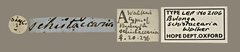 Bulonga schistacearia•All Rights ReservedMuseum Label