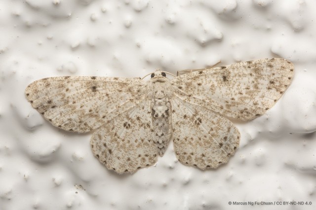 Catoria sublavaria•&copy; Marcus Ng Fu Chuan•CC BY-NC-ND 4.0