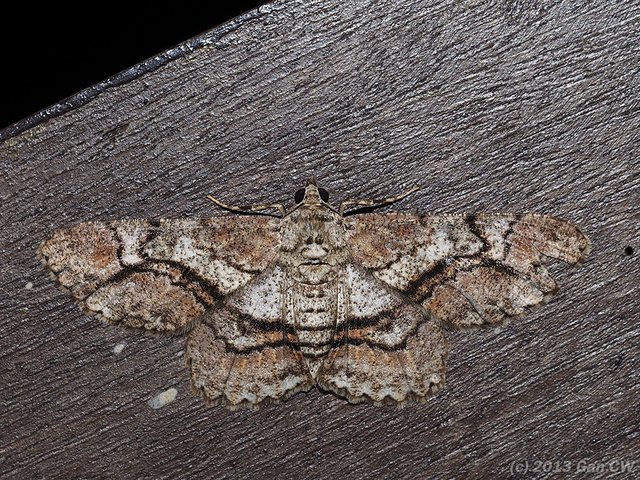 Cleora injectaria•&copy; Gan Cheong Weei•CC BY-NC 4.0