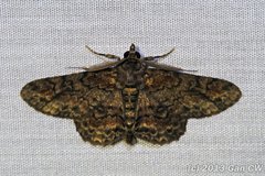 Cleora injectaria•&copy; Gan Cheong Weei•CC BY-NC 4.0
