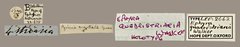 Curbia martiata•All Rights ReservedMuseum Label