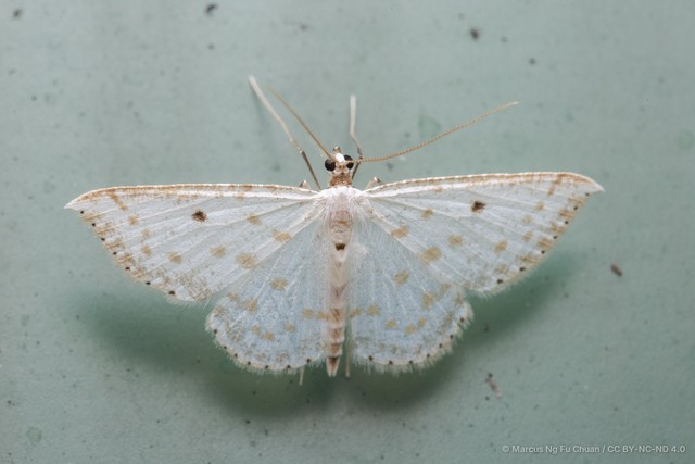 Derambila dentiscripta•&copy; Marcus Ng Fu Chuan•CC BY-NC-ND 4.0