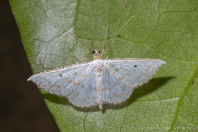 Derambila lumenaria•&copy; Marcus Ng Fu Chuan•CC BY-NC-ND 4.0