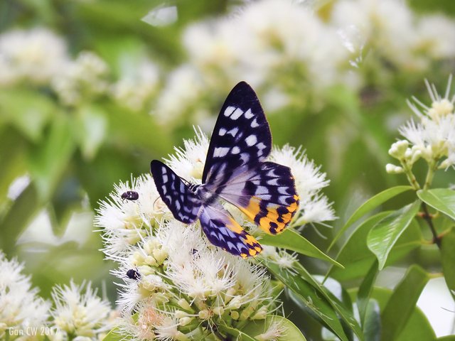 Dysphania glaucescens•&copy; Gan Cheong Weei•CC BY-NC 4.0