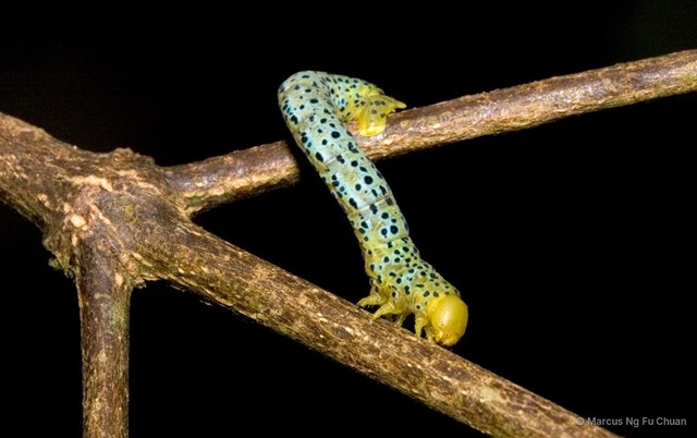 Dysphania malayanus•&copy; Marcus Ng Fu Chuan•All Rights Reserved