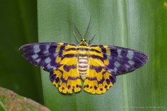 Dysphania subrepleta•&copy; Marcus Ng Fu Chuan•CC BY-NC-ND 4.0