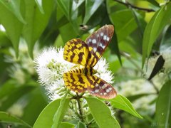 Dysphania subrepleta•&copy; Gan Cheong Weei•CC BY-NC 4.0