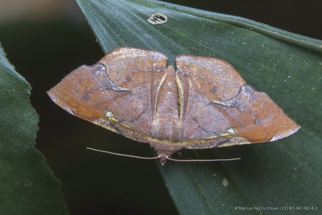 Fascellina chromataria•&copy; Marcus Ng Fu Chuan•CC BY-NC-ND 4.0