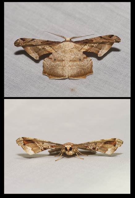 Gonodontis clelia•&copy; Gan Cheong Weei•CC BY-NC 4.0