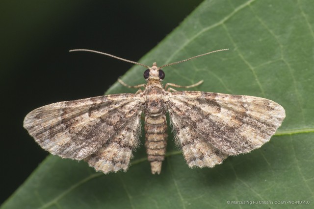 Gymnoscelis fasciata•&copy; Marcus Ng Fu Chuan•CC BY-NC-ND 4.0