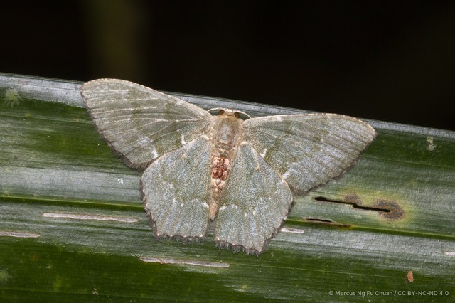Hemithea tritonaria•&copy; Marcus Ng Fu Chuan•CC BY-NC-ND 4.0
