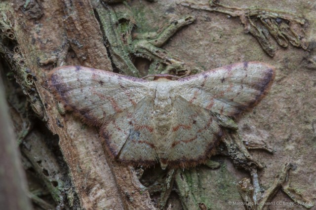 Idaea craspedota•&copy; Marcus Ng Fu Chuan•CC BY-NC-ND 4.0