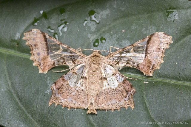 Krananda semihyalina•&copy; Marcus Ng Fu Chuan•CC BY-NC-ND 4.0