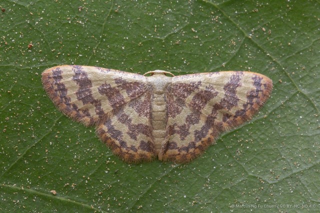 Lophophleps phoenicoptera•&copy; Marcus Ng Fu Chuan•CC BY-NC-ND 4.0